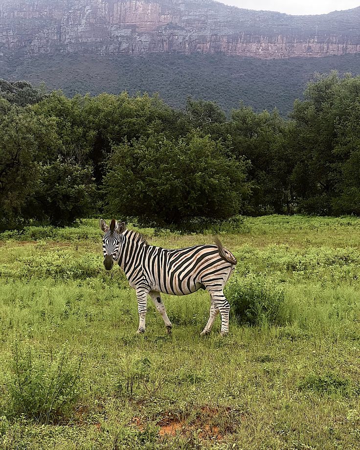 1-Day Pilanesberg Wildlife Safari – A Big Five Escape from the City