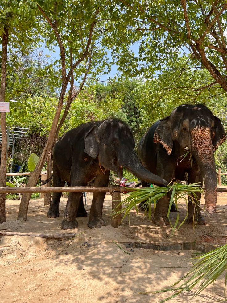 Encuentro con elefantes y experiencia en santuario – 1 día