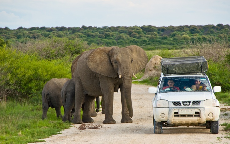 2-Day Etosha Safari from Windhoek – Lions, Elephants & More