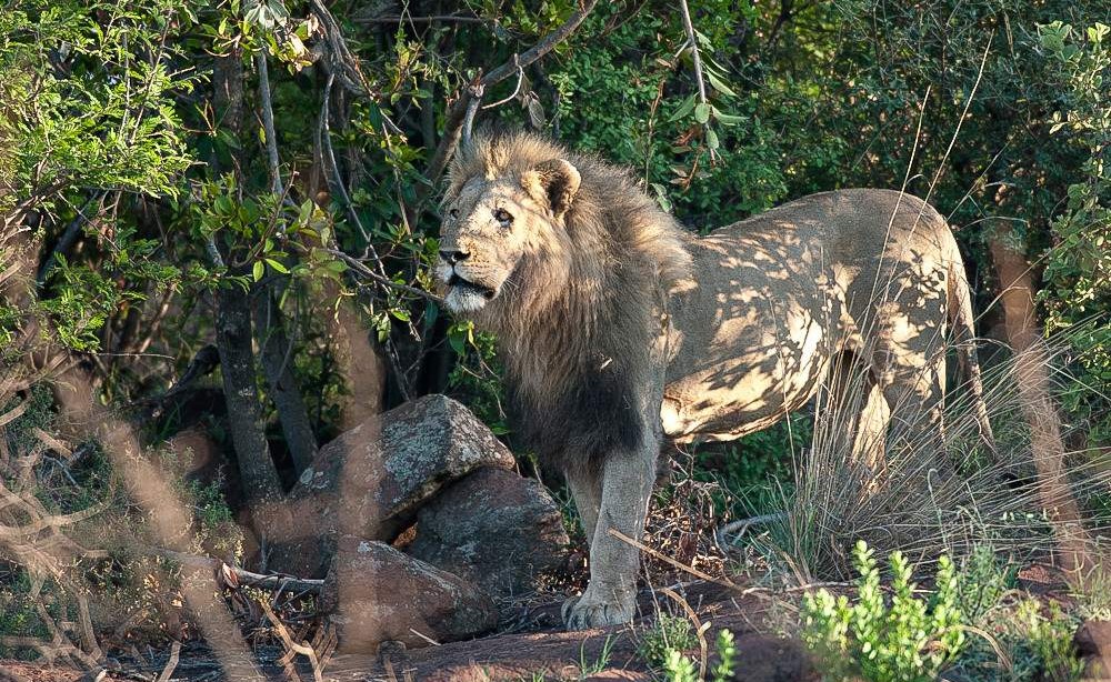 Aventura de Lujo de 4 Días en Black Rhino Game Lodge