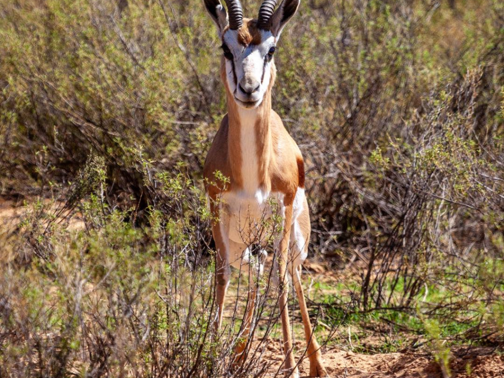 1-Day Aquila Wild Quad Escape