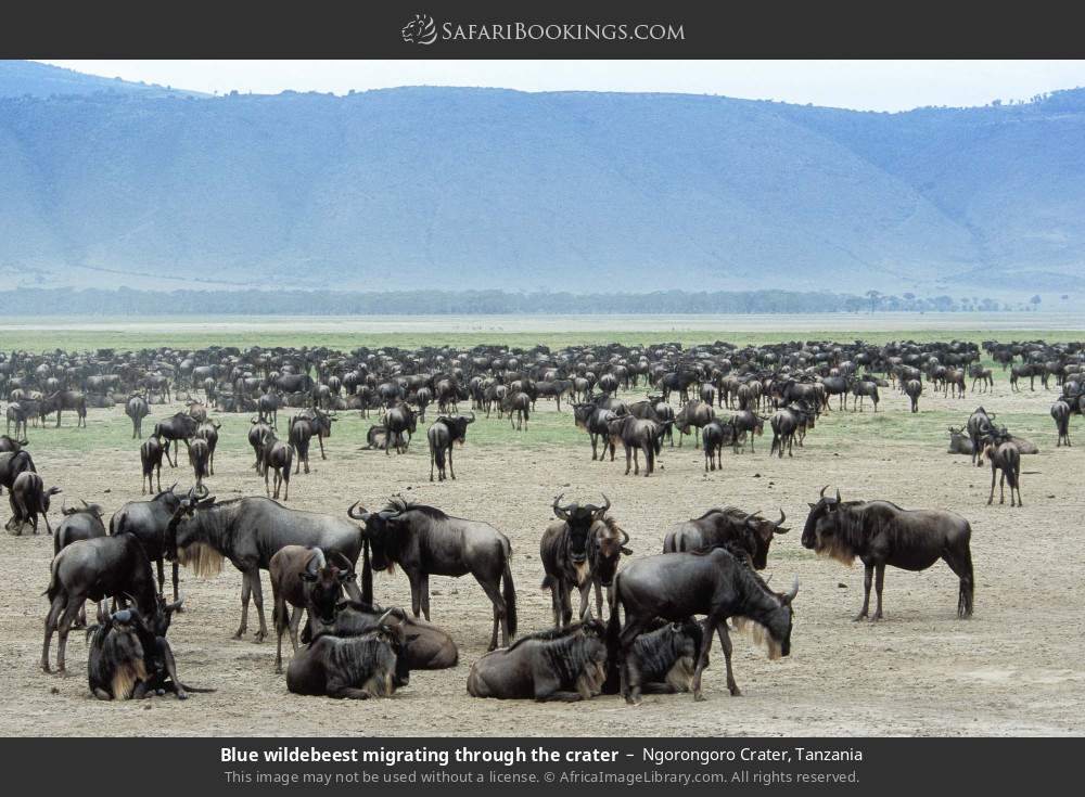 Gran Safari del Este de África: Kenia y Tanzania en 10 Días