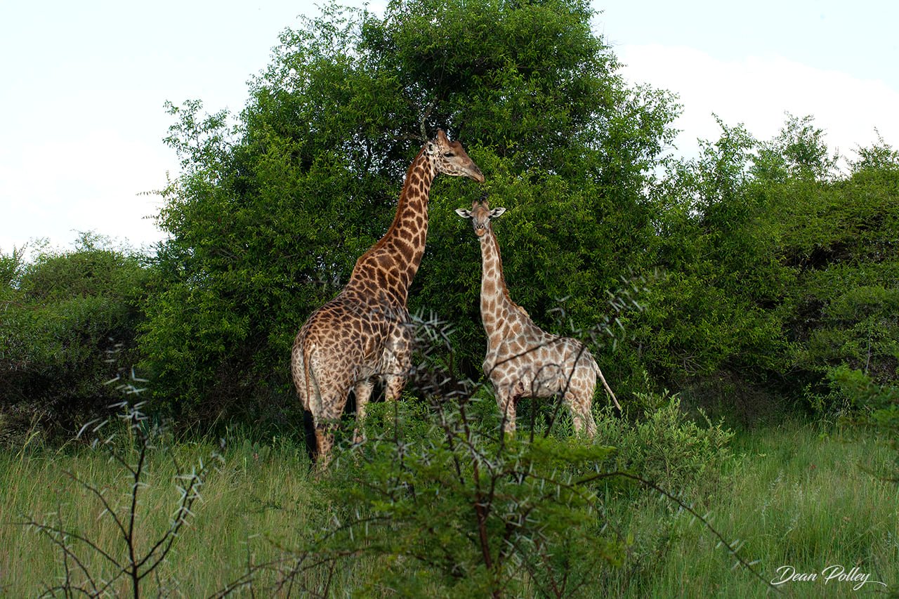 3-Day Cape Town Big Five Safari & Elephant Encounter