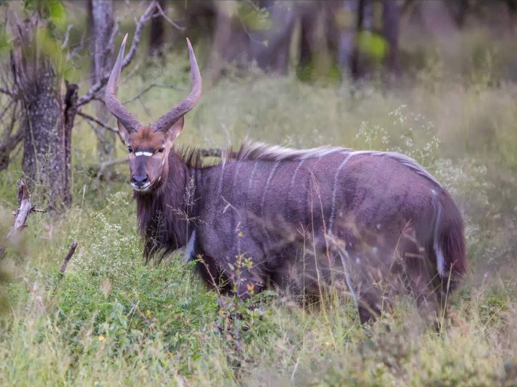 Aventura de 5 Días en Esuatini: Cultura, Fauna y Paisajes