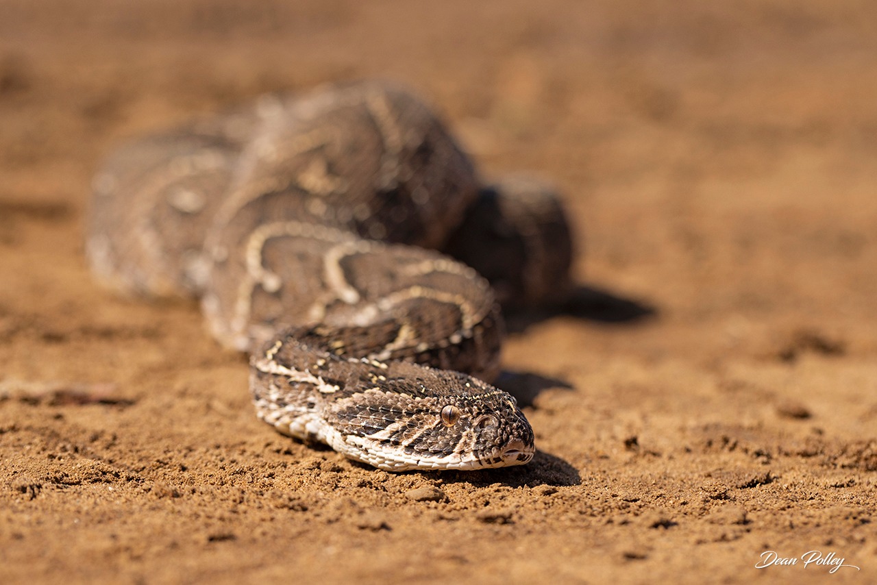 5-Day South Africa Garden Route & Addo Escape