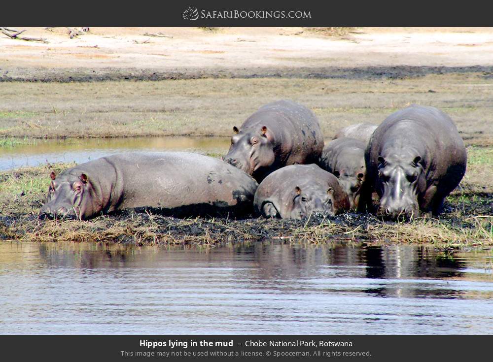 Safari de Medio Día en el Parque Nacional Chobe