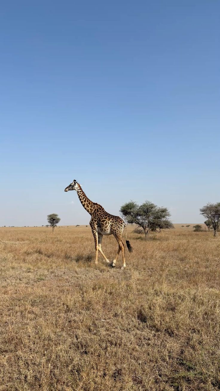 1-Day Pilanesberg Wildlife Safari – A Big Five Escape from the City