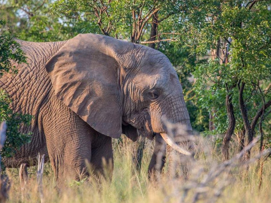 Aventura de 5 Días en Esuatini: Cultura, Fauna y Paisajes