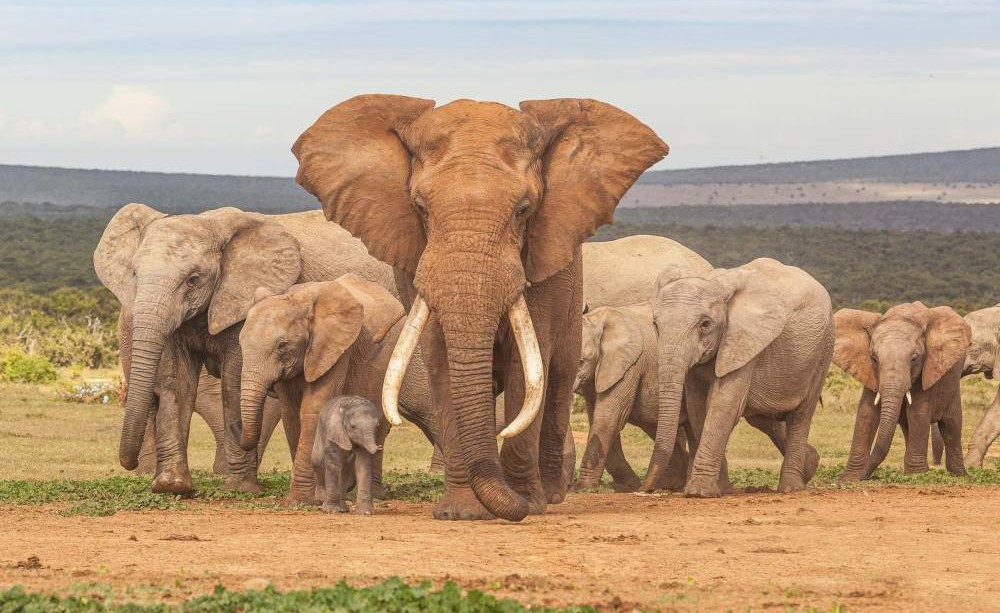 Encuentro con Elefantes y Experiencia en Santuario – 1 día