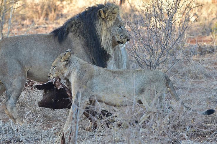 1-Day Cape Town Big Five Adventure with All Meals