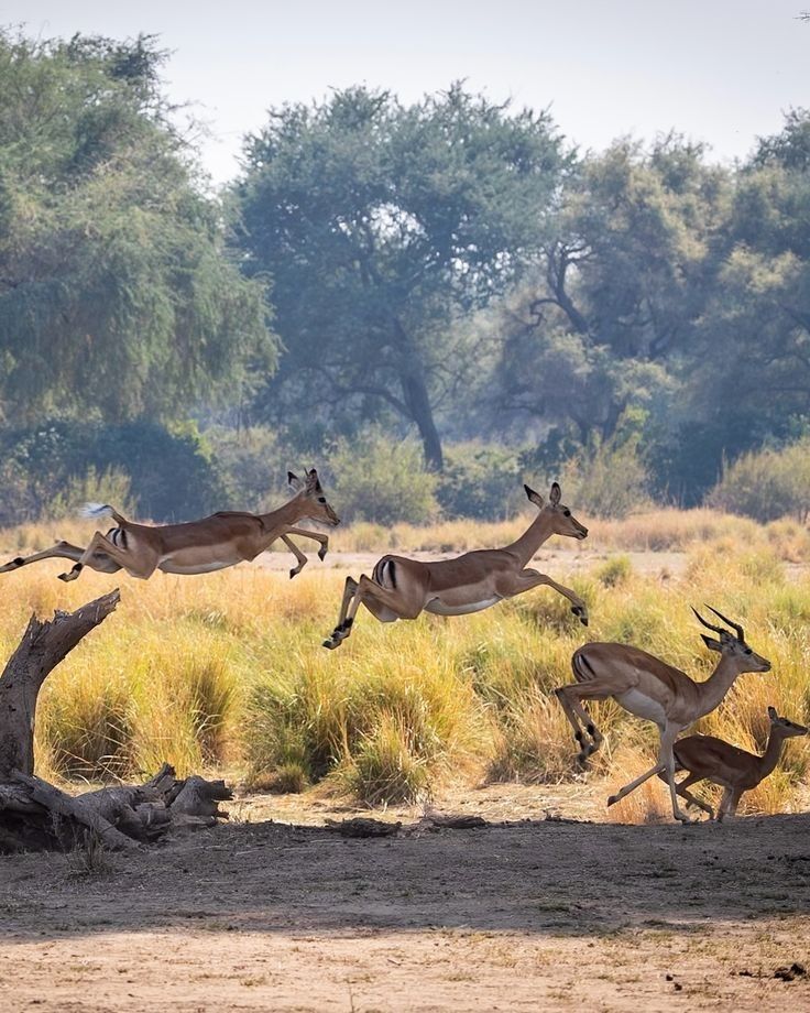 2-Day Luxury Kruger Safari – Big Five Adventure