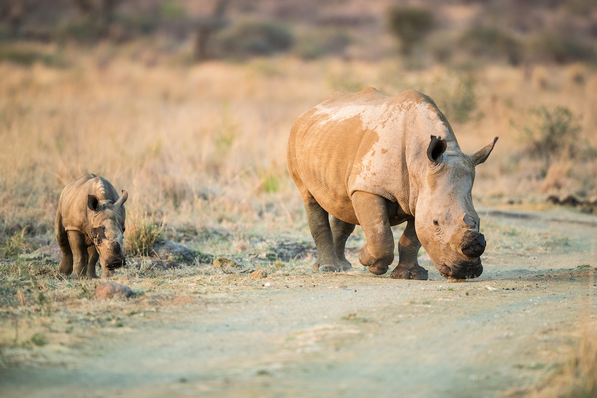 2-Day Wildlife Safari at Pilanesberg