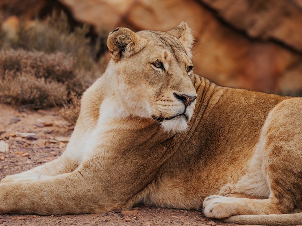 1-Day Aquila Wild Quad Escape