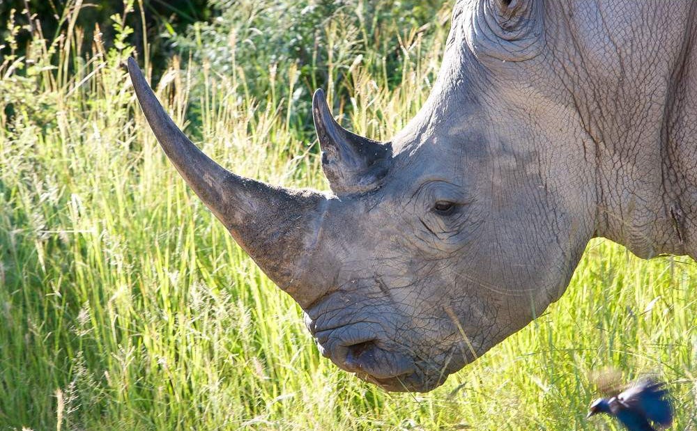 3-Day Exclusive Luxury Escape at Black Rhino Game Lodge