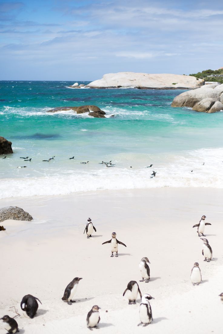 1-Day Cape Town Coastal & Peninsula Scenic Tour