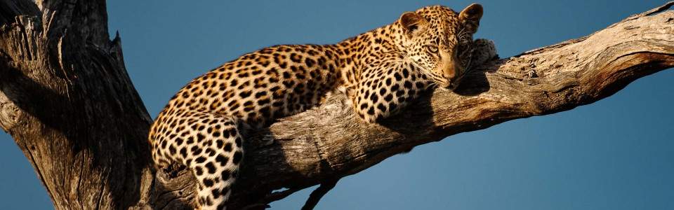 4 day Dumela budget camping tour fly in from Cape Town