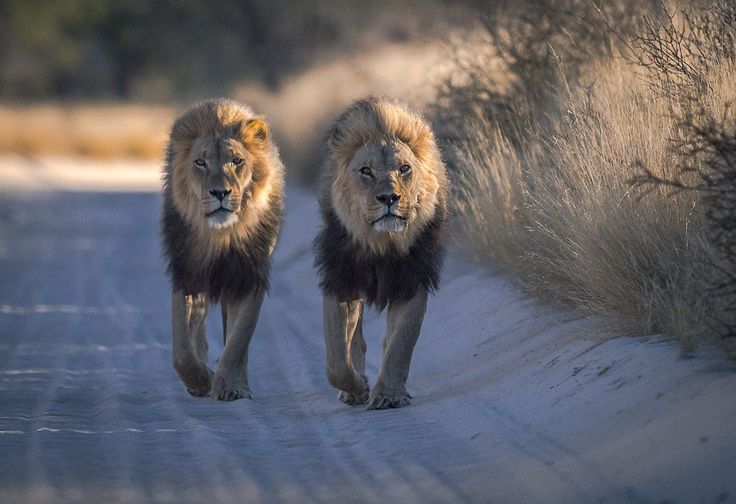 1-Day Kruger Safari at Sunset – Chase the Big Five at Dusk