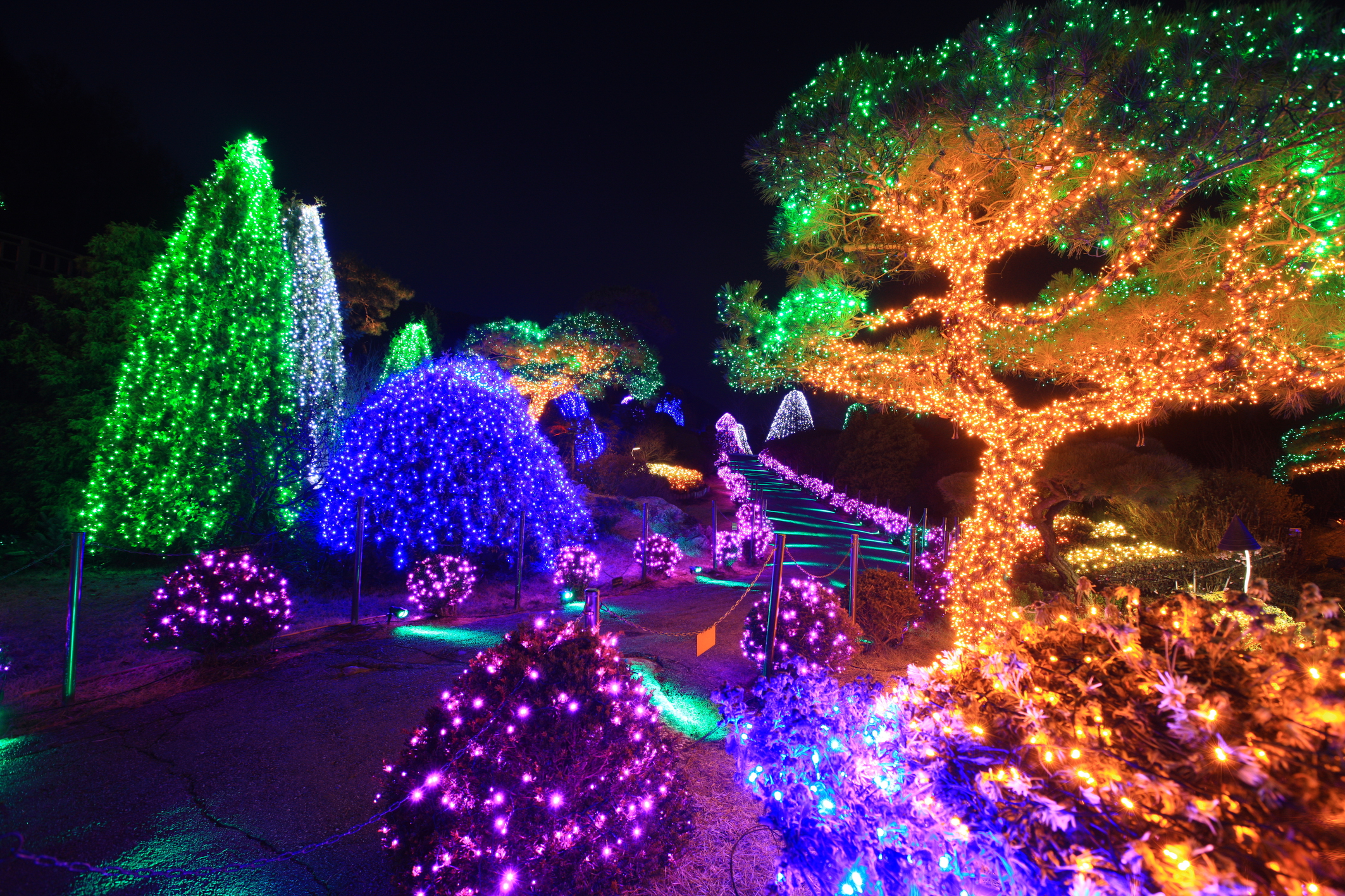 Enjoy the lighting festival at Garden of Morning Calm: a lamp festival that only comes in winter!