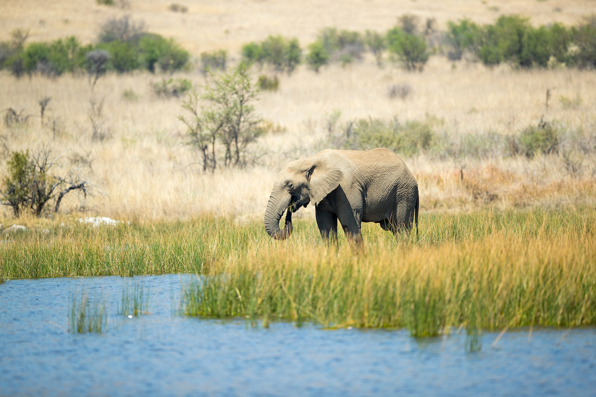 5-Day Big Five Camping Safari with Panorama Highlights