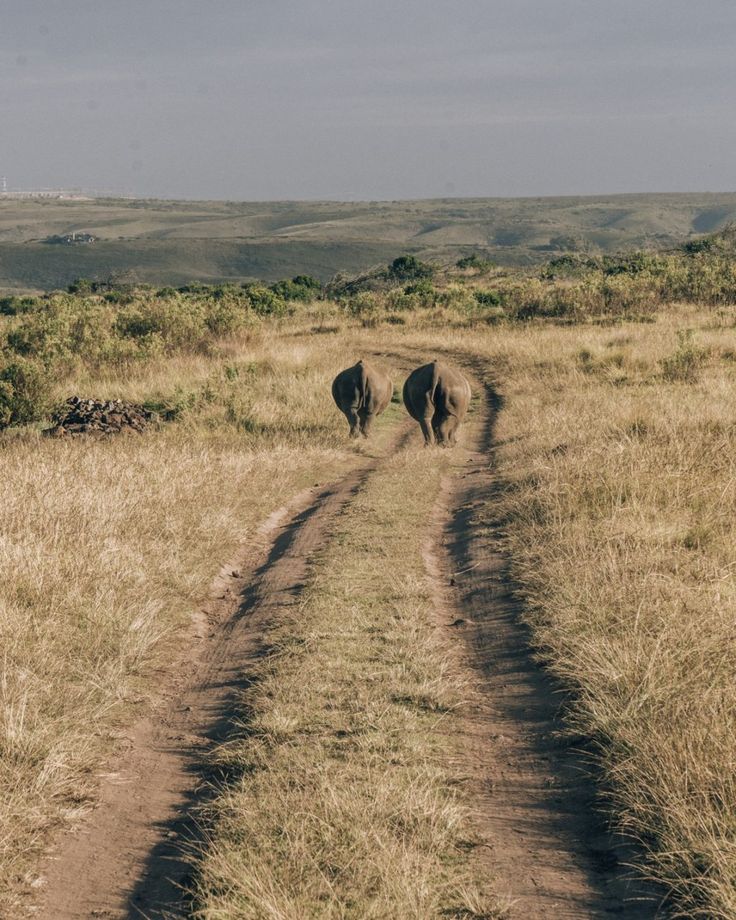 3-Day Safari and Wine Tour – Cape Town