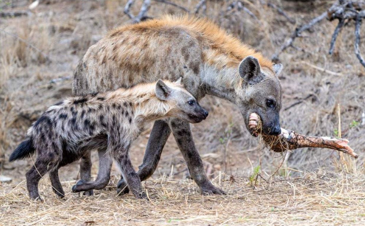 Safari económico de 5 días para ver animales salvajes – Glamping en el Parque Nacional Kruger