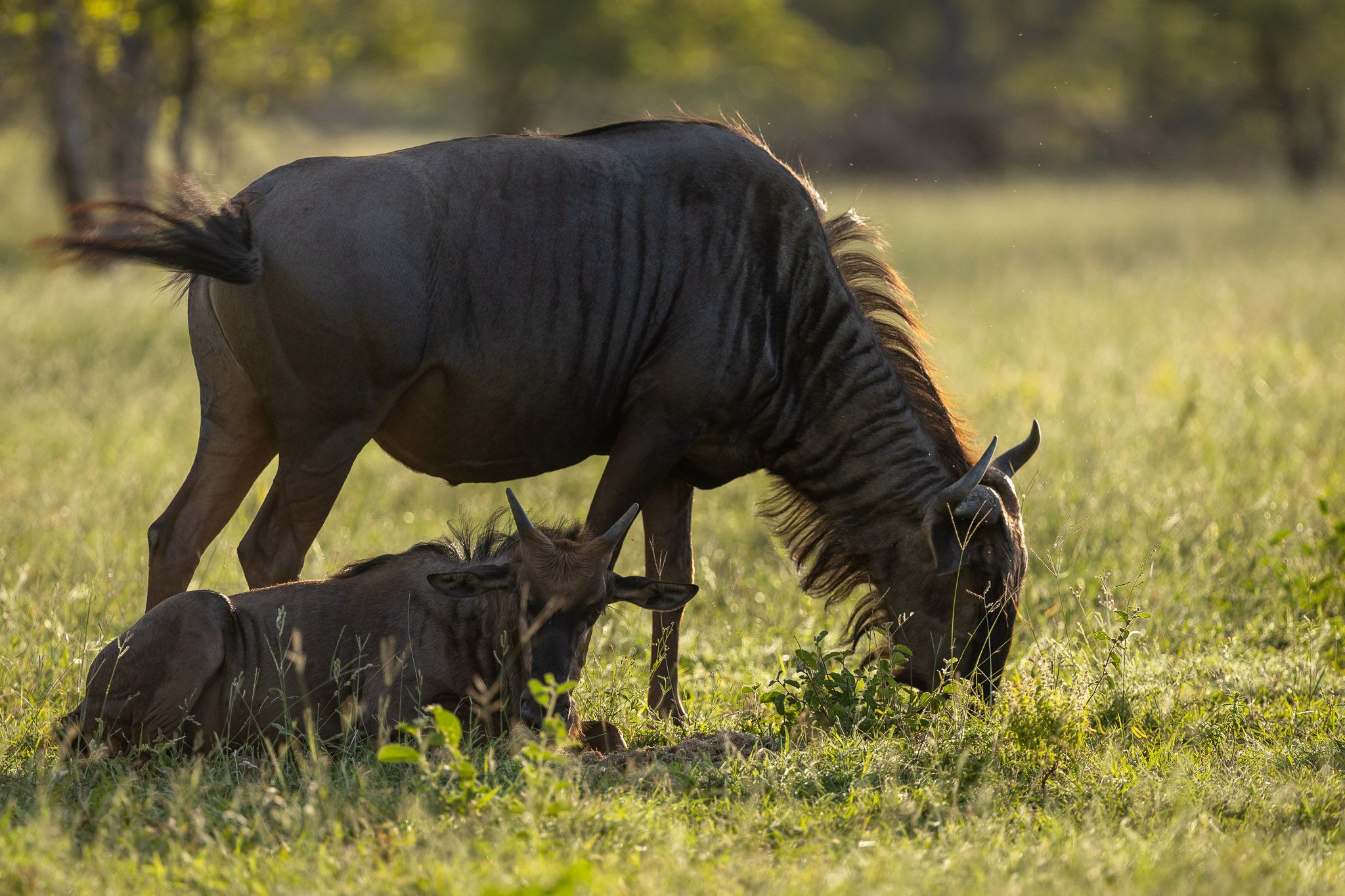 Safari de 3 Días en el Parque Kruger y la Ruta Panorámica