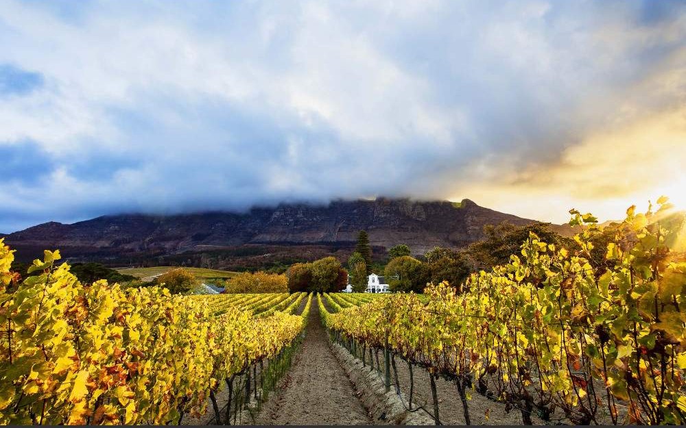 Recorrido por las Tierras Vinícolas del Cabo – Medio Día