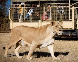 Herencia de Soweto y aventura en el Parque de Leones – 1 día