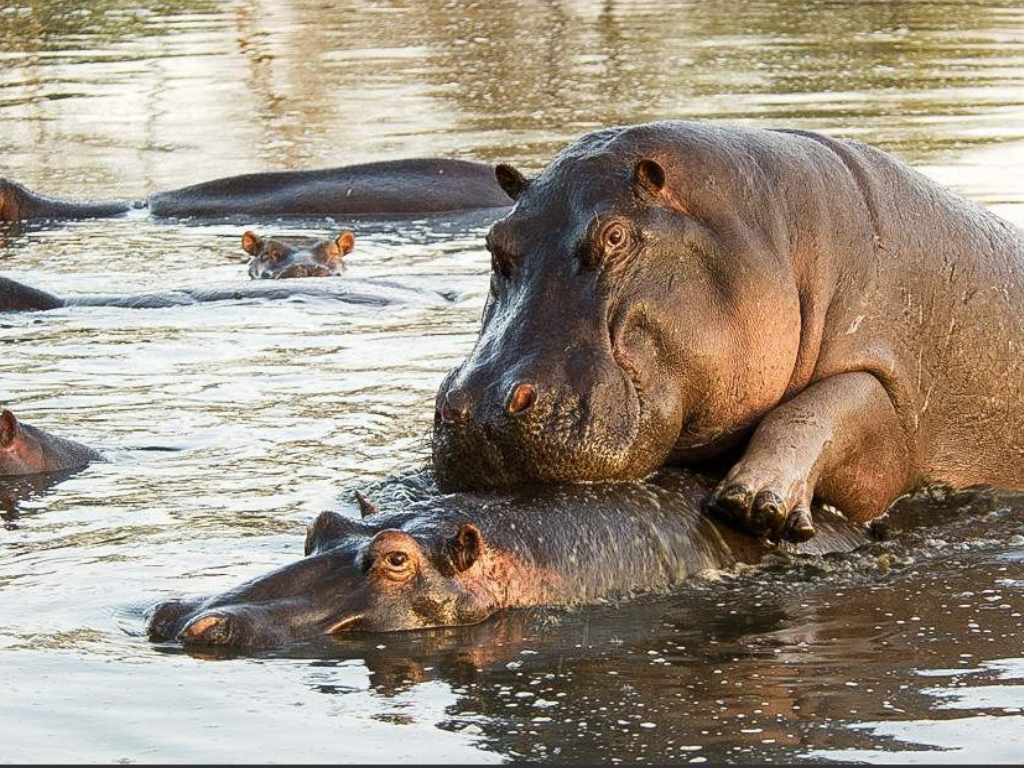 Safari Aéreo de 5 Días desde Zanzíbar: Serengeti, Ngorongoro y Tarangire
