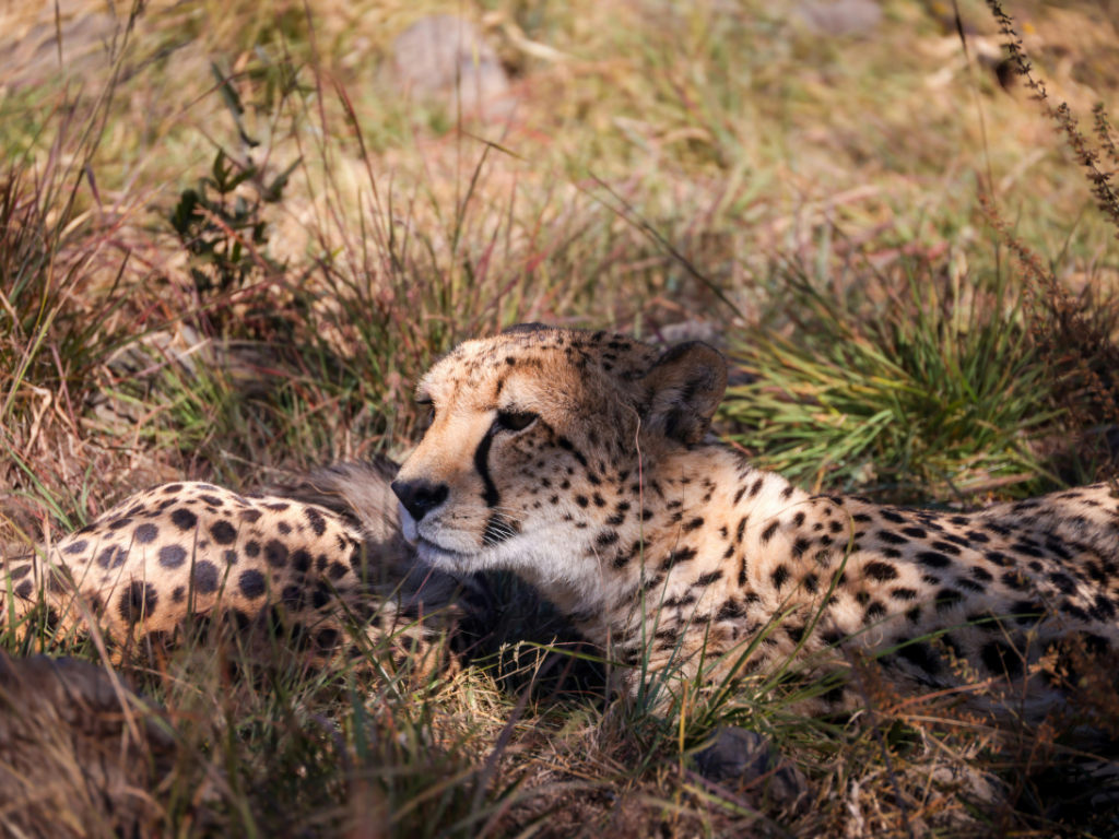 3-Day Kruger Wildlife Luxury Adventure