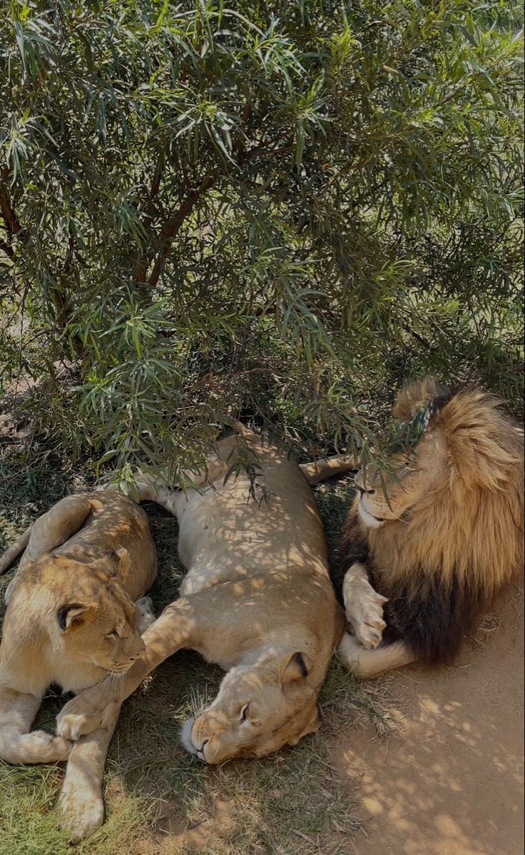 1-Day Pilanesberg Wildlife Safari – A Big Five Escape from the City