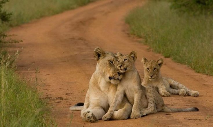 5-Day Madikwe Game Reserve Safari