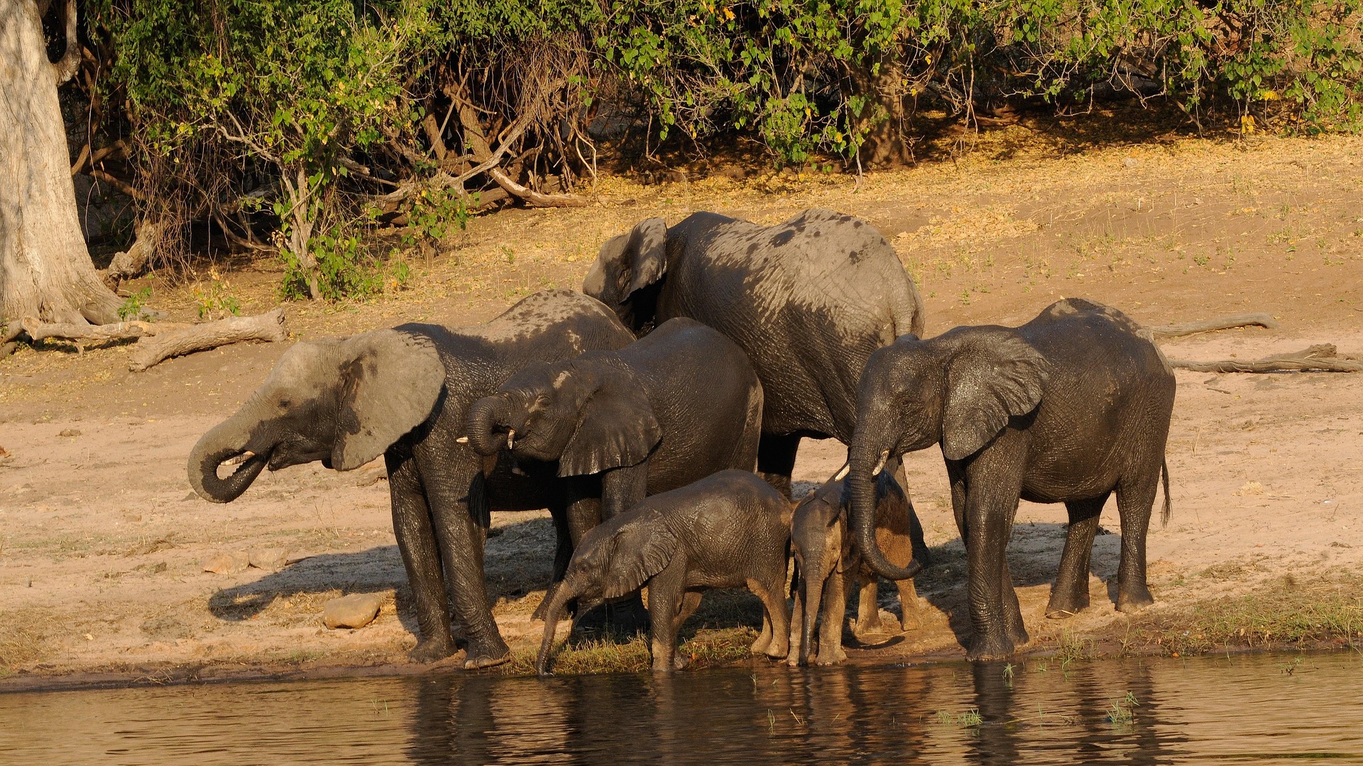 2-Day Chobe Wildlife Safari – Big Game on Land & Water