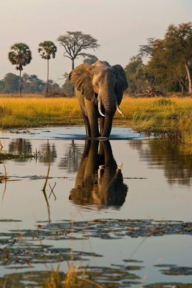 ½-Day Authentic Chobe River Big Five Safari