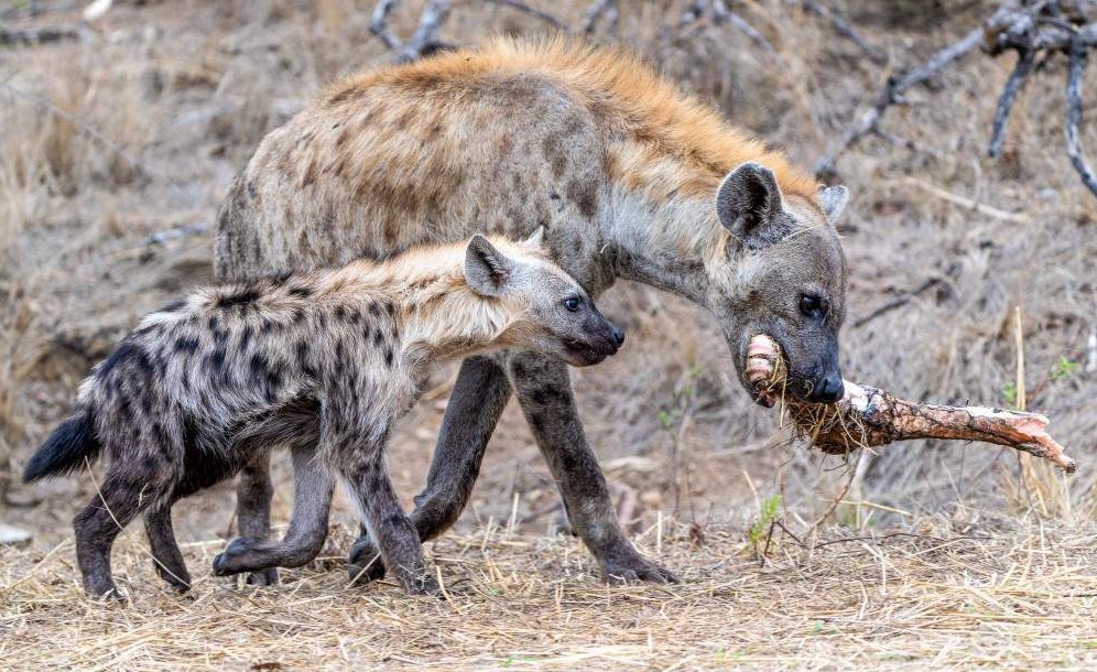 Safari en el campamento Langa Langa, sur del Kruger – 3 días