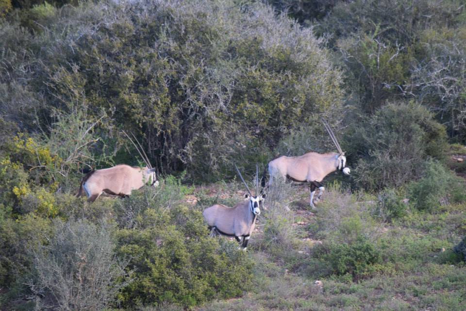 3-Day Cape Town Big Five Safari & Elephant Encounter