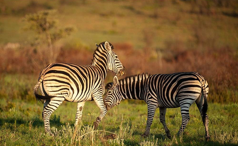 3-Day Exclusive Luxury Escape at Black Rhino Game Lodge