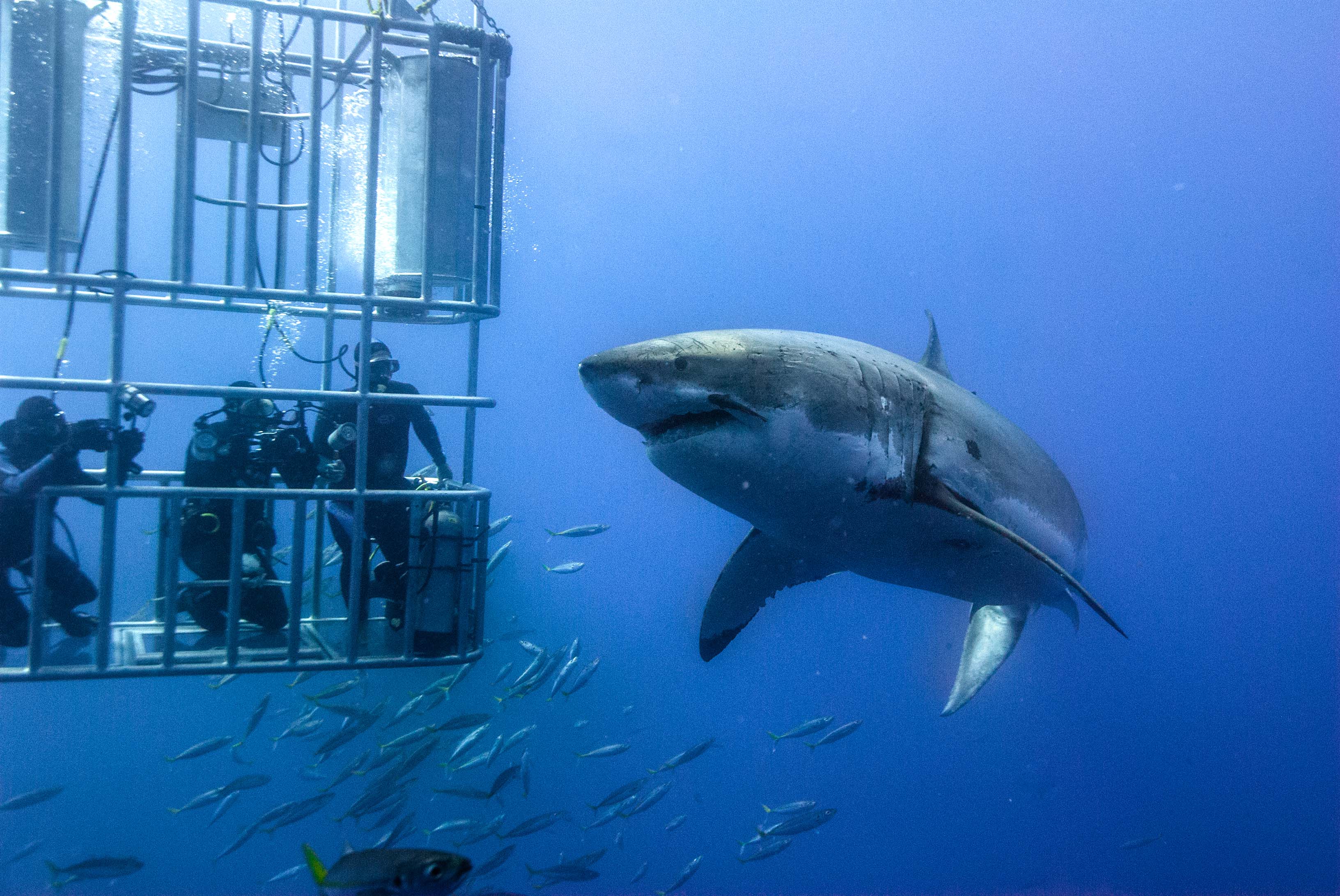 1/2-Day Ultimate Shark Cage Diving Experience