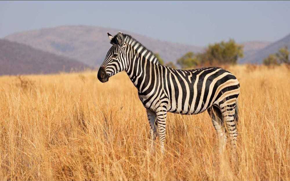 3-Day Exclusive Luxury Escape at Black Rhino Game Lodge