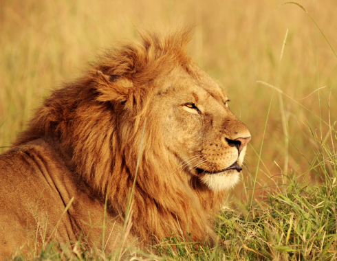 4-Day Big Five Chobe Park & Victoria Falls Tour