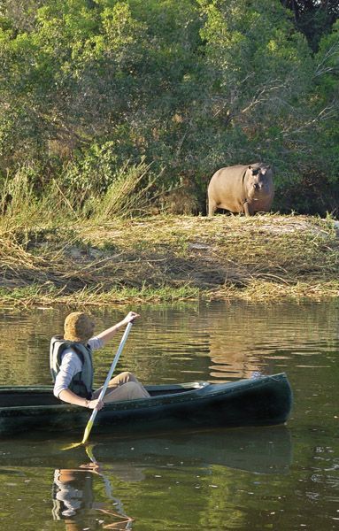 3-Day Chobe Safari Adventure -Boat Cruises & Game Drives