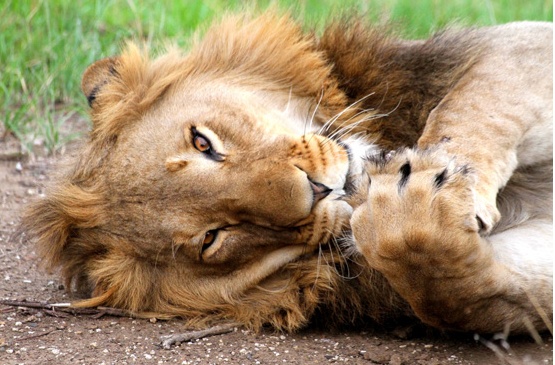 15-Day Southern Africa Adventure: Wildlife, Cities & Culture