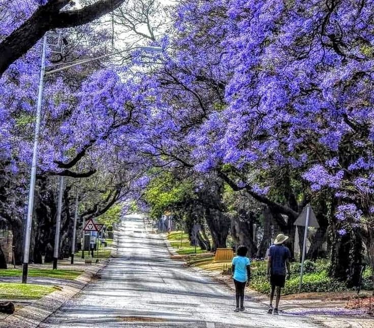 ½-Day Pretoria Highlights Adventure