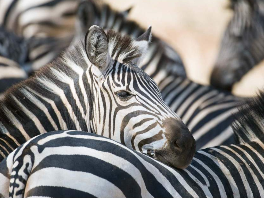 Safari Aéreo de 5 Días desde Zanzíbar: Serengeti, Ngorongoro y Tarangire
