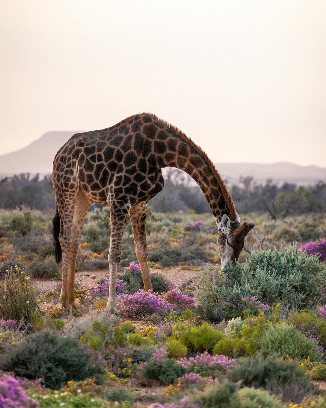3 Day Big Five & Cheetah Run Safari – Inverdoorn