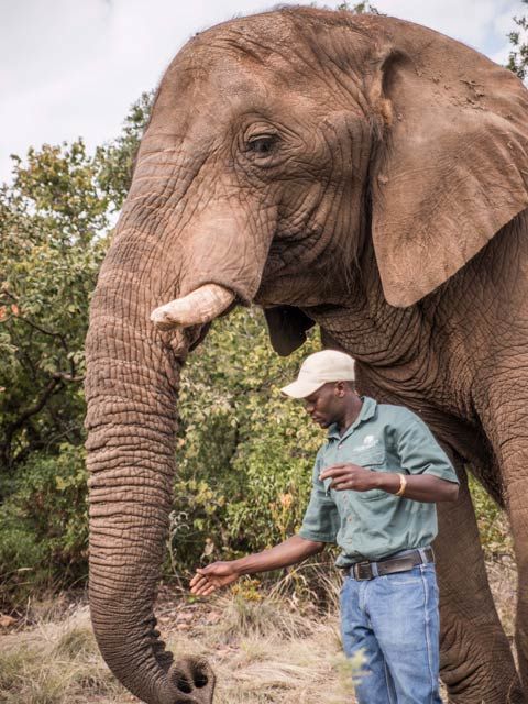 Encuentro con elefantes y experiencia en santuario – 1 día