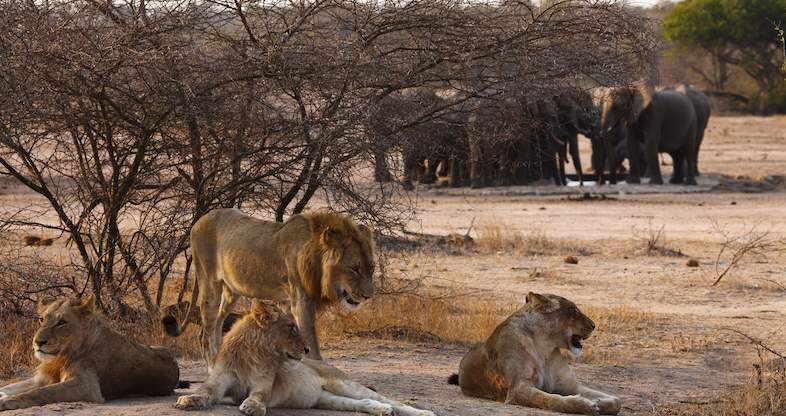 15-Day Southern Africa Adventure: Wildlife, Cities & Culture