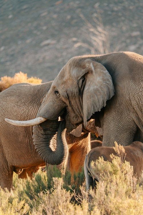 3-Day Safari and Wine Tour – Cape Town