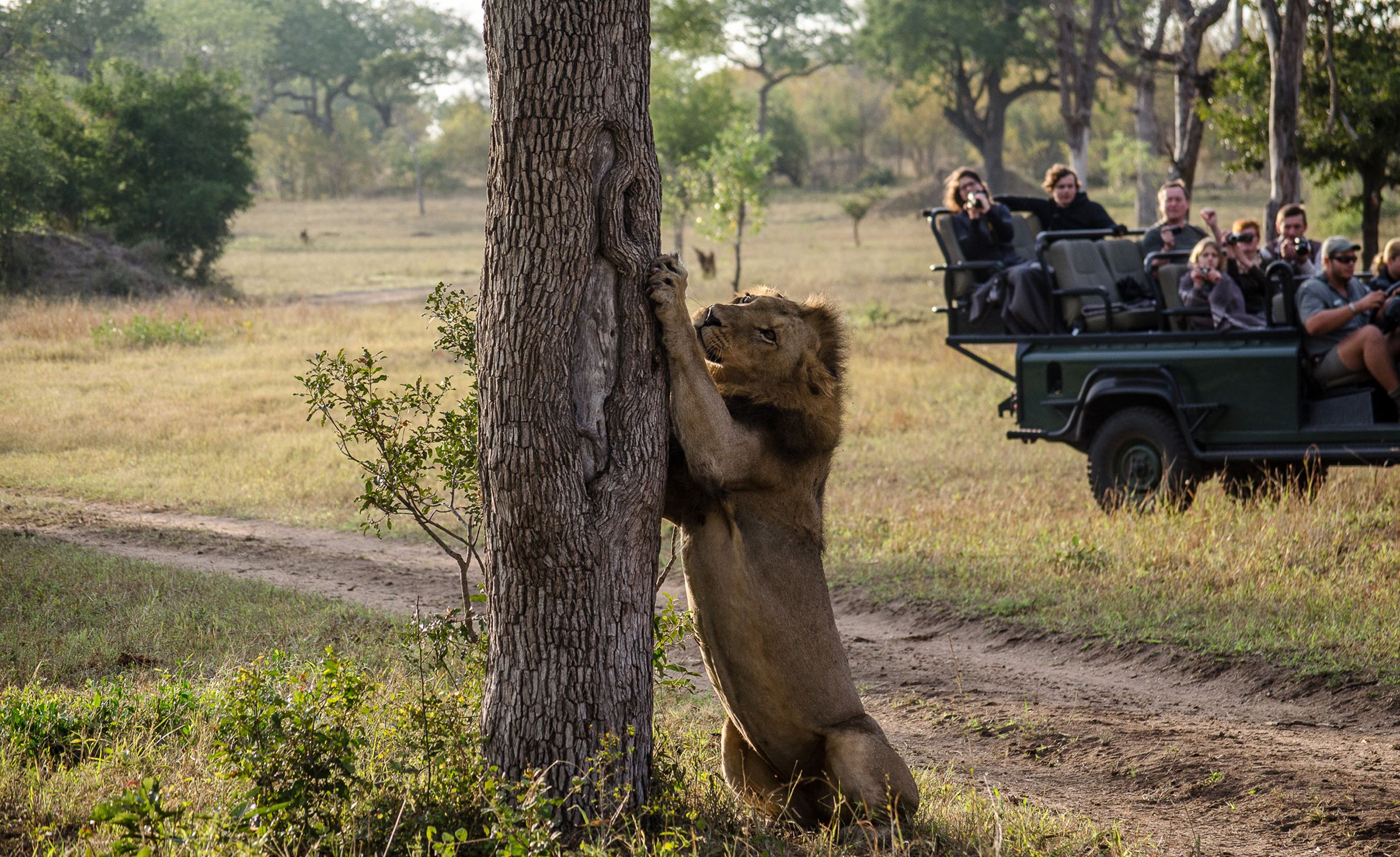 Safari de 3 Días en el Parque Kruger y la Ruta Panorámica