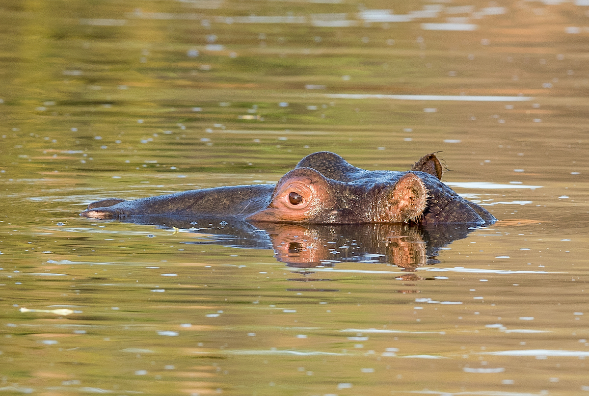 2-Day Wildlife Safari at Pilanesberg